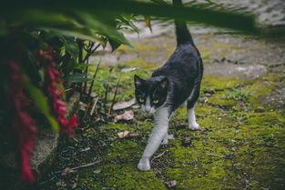 猫咪一走路就会呻吟叫是到底怎么了?要怎么改善?