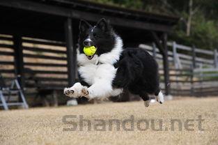 小猫尿不出来是啥情况?小猫尿不出来要怎么调理?