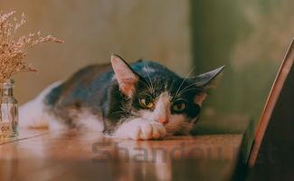 猫咪疫苗后后颈小硬块合起来了有什么办法恢复?