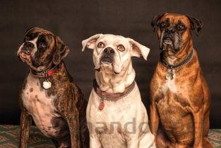 猫咪疫苗后后颈小硬块合起来了有什么办法恢复?