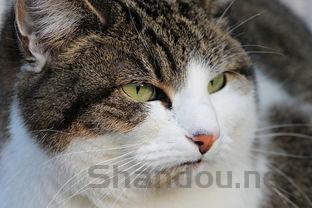 猫咪一直呕吐是到底怎么了?猫咪一直呕吐该用什么办法?