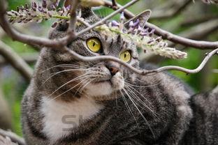 猫咪一天内多次呕吐是啥情况?有什么办法恢复?