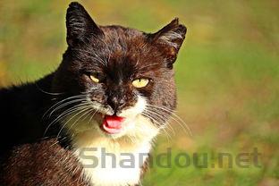 猫右侧眼睛红肿流泪睁不开眼睛要怎么改善?