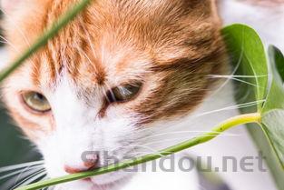 猫右侧眼睛红肿流泪睁不开眼睛要怎么改善?