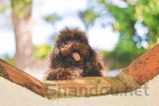 狗狗内驱后拉稀是什么状况?该怎么处理才对?