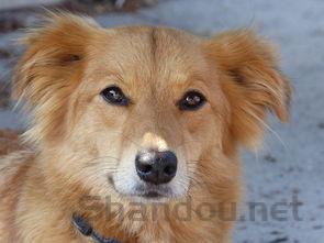 狗狗内驱后拉稀是什么状况?该怎么处理才对?