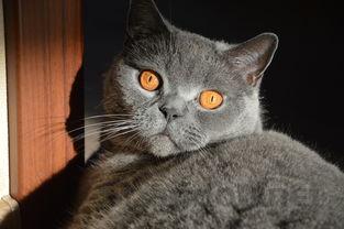 猫咪不吃饭大量喝水尿量增多该用什么办法?