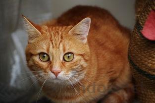 猫咪嘴里长了一个包在是啥缘故?该用什么办法?