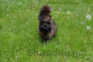 猫咪嘴里长了一个包在是啥缘故?该用什么办法?