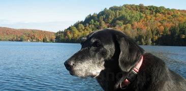 狗狗突然一下到处乱窜不停的叫是咋回事?要怎么应对?