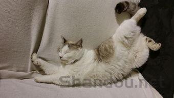 猫身上长硬皮痂是什么原因导致的?猫身上长硬皮痂有什么办法恢复?