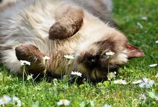 猫咪呼吸声音大打喷嚏是怎么回事?要怎么调理?