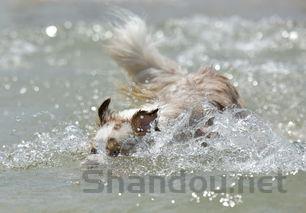 猫咪呼吸声音大打喷嚏是怎么回事?要怎么调理?