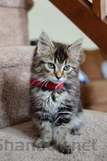 小猫眼睛光有眼屎是怎么回事?小猫眼睛光有眼屎该用什么办法?