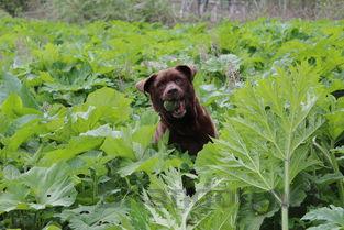 狗狗走路有点瘸发出呜呜声是什么情况?该怎么办?