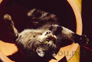 猫咪这两天一直频繁舔爪子该怎么解决?