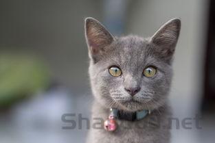 猫咪眼睛红肿睁不开是什么缘故?该怎么处理?