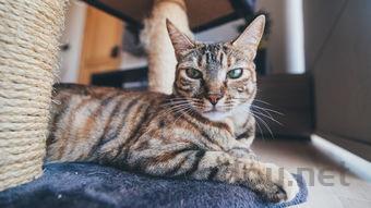 猫咪身上发红掉毛痒是什么原因?该咋办?