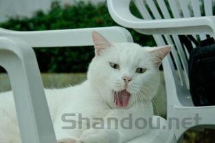 猫腿上皮肤通红是怎么回事?猫腿上皮肤通红该如何是好?