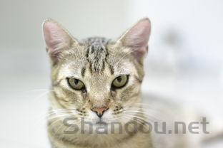 猫腿上皮肤通红是怎么回事?猫腿上皮肤通红该如何是好?