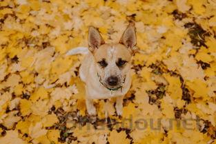 狗狗眼睛有白膜是啥情况?狗狗眼睛有白膜该咋办?