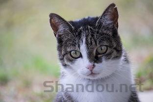 猫咪拉稀尾端带血是什么引起的?猫咪拉稀尾端带血有什么办法恢复?