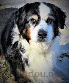 狗狗吐了三天了黑褐色粘稠液体是咋回事?要怎么应对?