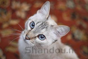 猫喘气很急促是啥情况?猫喘气很急促有什么办法恢复?