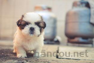 狗狗喝水多尿多的缘由何在?狗狗喝水多尿多要怎么处理?