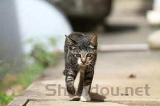 猫咪后肢无力走路打滑一步一摔该如何是好?