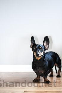 狗狗皮肤突然有结痂是咋回事?狗狗皮肤突然有结痂要怎么弄?