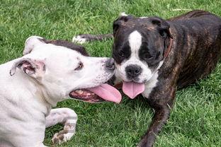 狗狗随便动一下就会张口喘气的缘由何在?要怎么应对?