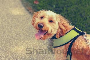 狗狗随便动一下就会张口喘气的缘由何在?要怎么应对?