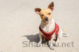 小狗o型腿是什么情况?要吃药吗?