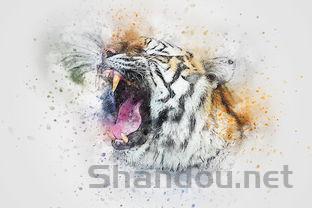 猫咪不吃不喝只喝水拉肚子是啥情况?要怎么改善?