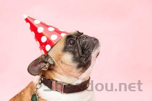 狗狗下体流出红色液体是什么情况?要如何应对?