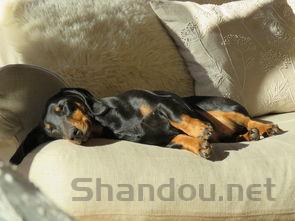 狗狗睡觉抽搐脖子接近脸肿了,为何会这样?该咋办?