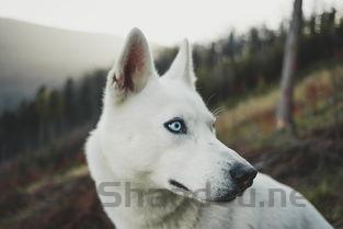 狗狗连续三天打喷嚏甩毛的缘由何在?怎么弄会好?