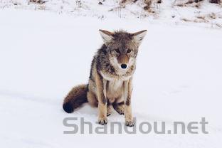 狗狗连续三天打喷嚏甩毛的缘由何在?怎么弄会好?