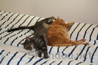 猫咪便中带血的问题出在哪?猫咪便中带血该怎么解决?