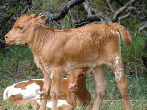 刚刚出生的小猫会不自觉摇头怎么弄会好?