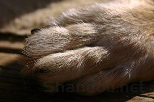 狗狗被人踹了一脚走路一瘸一拐是啥情况?要怎么弄?