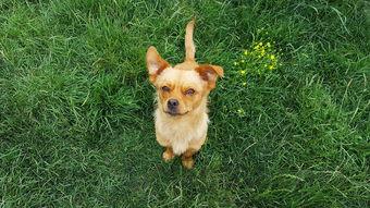 狗狗有点流清鼻还有点拉肚子是什么原因?该咋整?