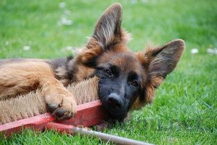 狗狗有点流清鼻还有点拉肚子是什么原因?该咋整?