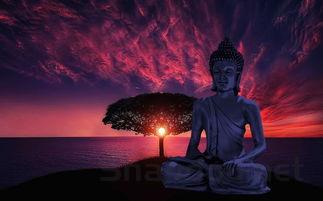 猫咪消瘦走路不稳跳不起来该用什么办法?