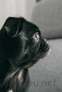 猫咪前腿脚趾肿大脱皮溃烂是什么引起的?该怎么解决?