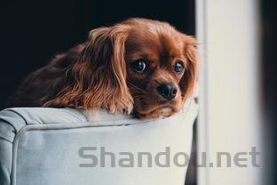 猫咪呼吸困难吐奶是什么原因导致的?猫咪呼吸困难吐奶该如何是好?