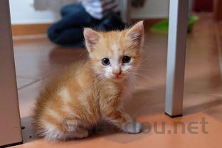 狗狗肚皮上有黑点点是啥情况?要吃药吗?