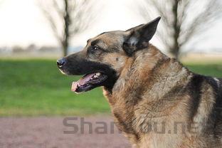 狗打完疫苗咳嗽的缘由何在?狗打完疫苗咳嗽要吃药吗?