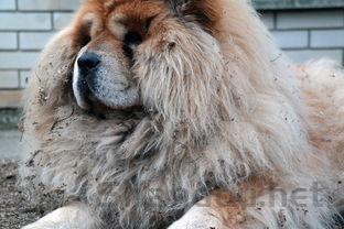 狗狗呕吐白色粘液和毛发是什么情况?该怎么做才对?